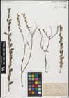 Foto von Salix repens subsp. argentea (Sm.) G. Camus & A. Camus